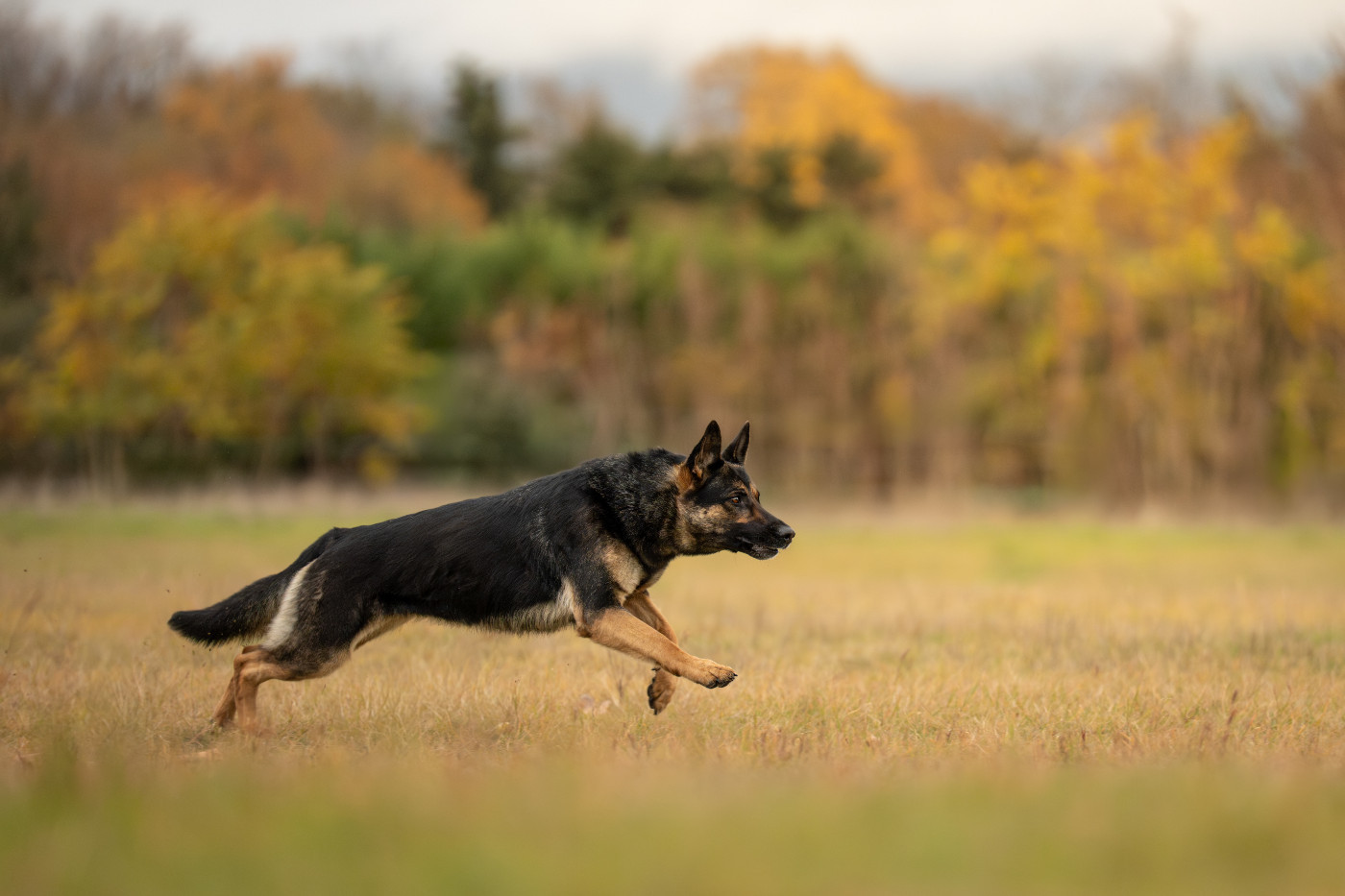SWANE D'Herrera Del Alcantara
