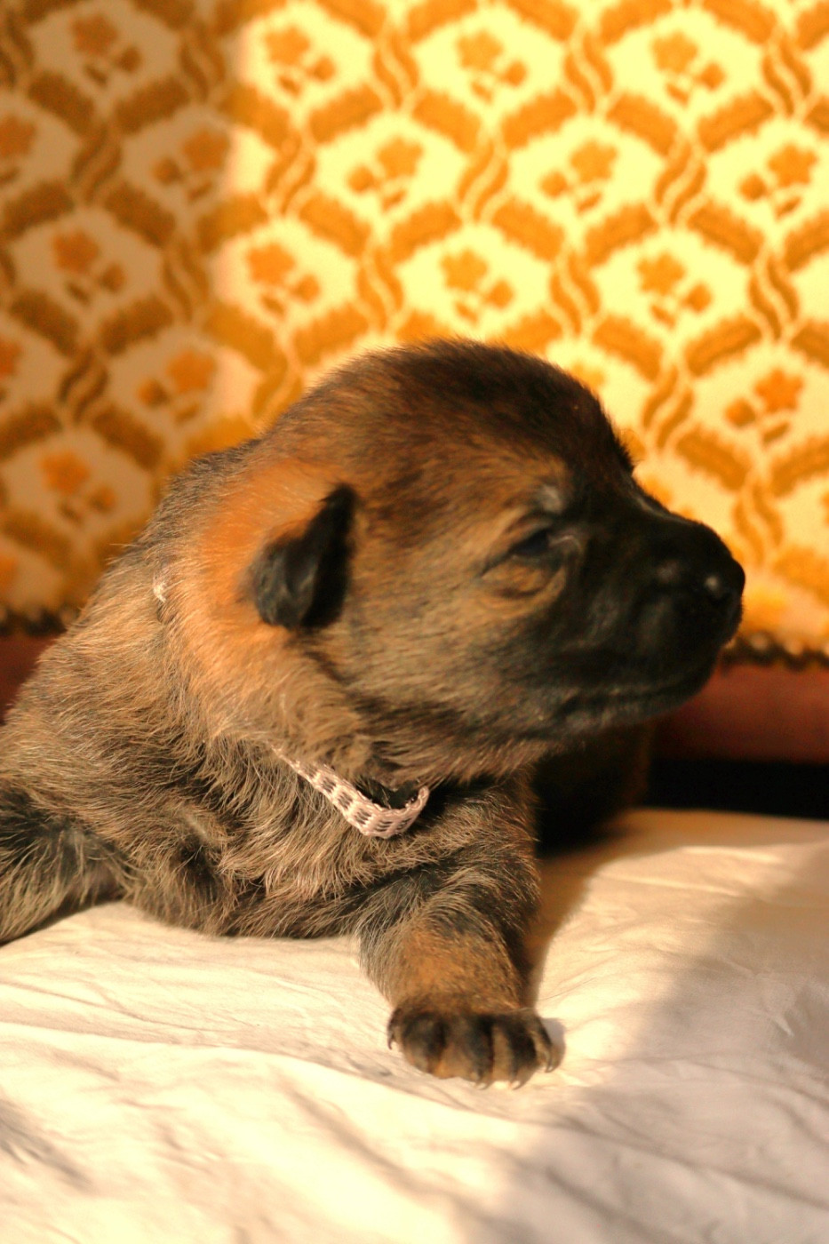 Du Haras Des Melezes - Chiots disponibles - Berger Allemand