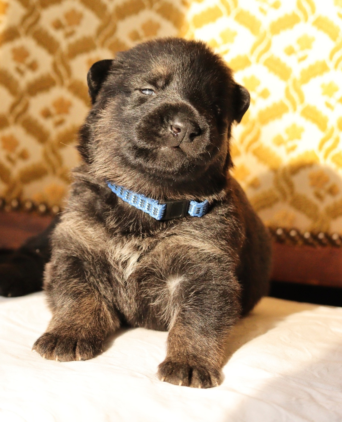 Du Haras Des Melezes - Chiots disponibles - Berger Allemand