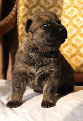 CHIOT 4 collier nour